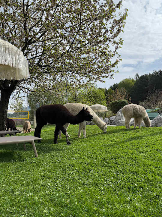 Gartenanlage Gartenhotel Moser