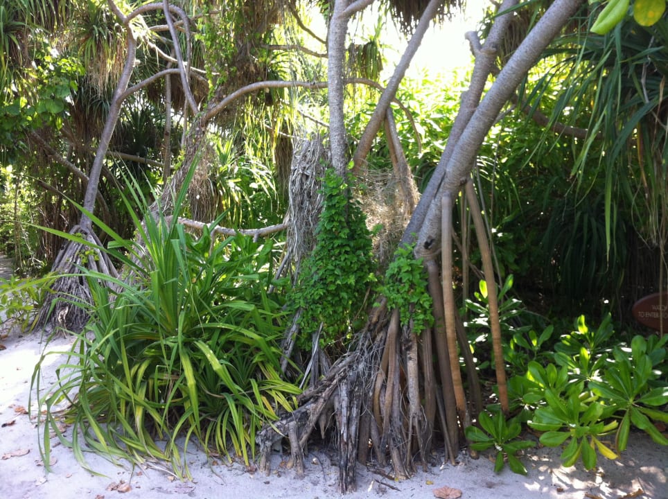 Inselinneres Kuredu Island Resort & Spa