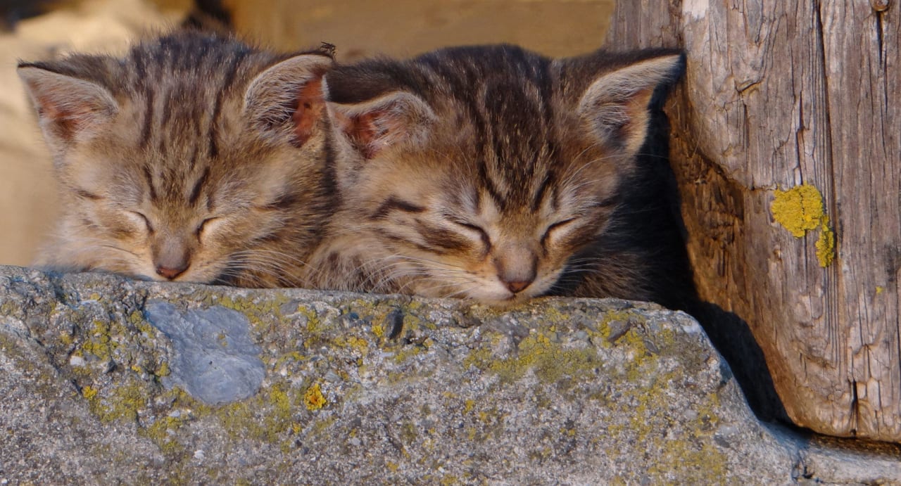 Die Katzen Bio - & Kinderbauernhof Fritzer
