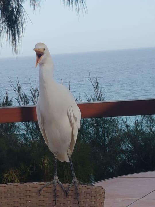 Sonstiges Marina Playa Suite Hotel