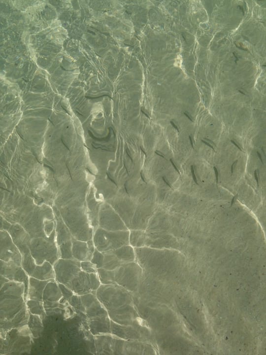 Fischlein im glasklarem Wasser Oasis Salinas Sea