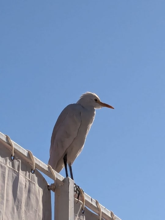 Sonstiges Desert Rose