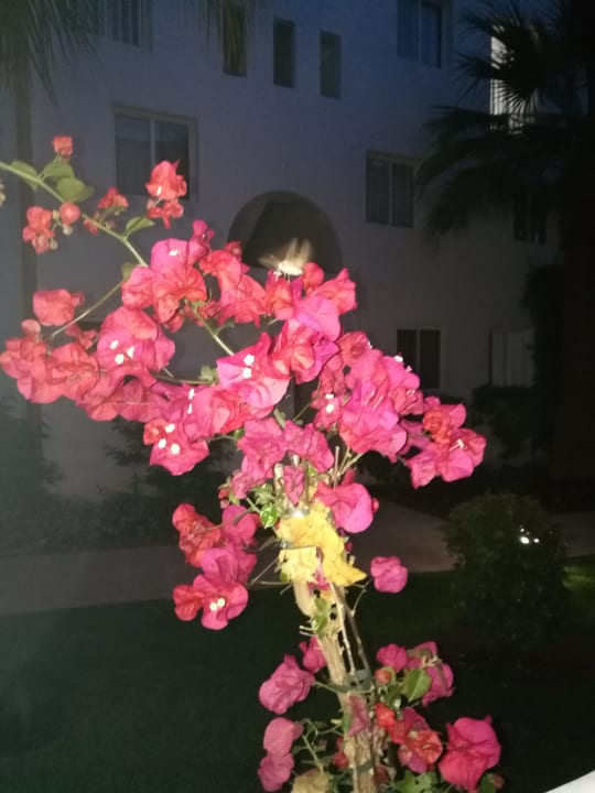 Gartenanlage Prinsotel Alba