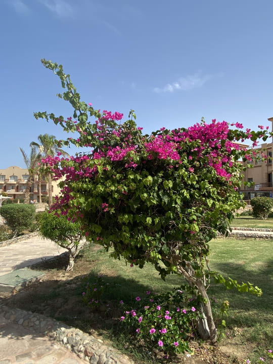 Gartenanlage Pensée Royal Garden Beach Resort