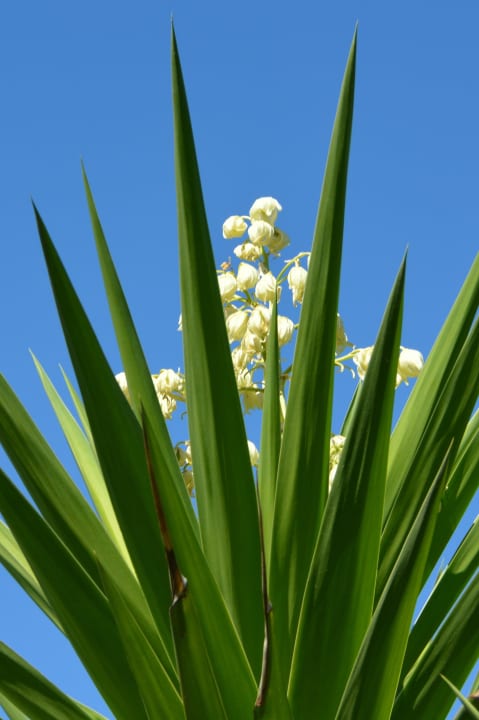 Blüte einer Yuccapalme Club Grand Aqua