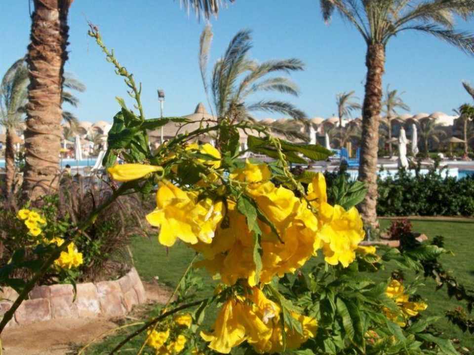 Gartenanlage Three Corners Sea Beach Resort