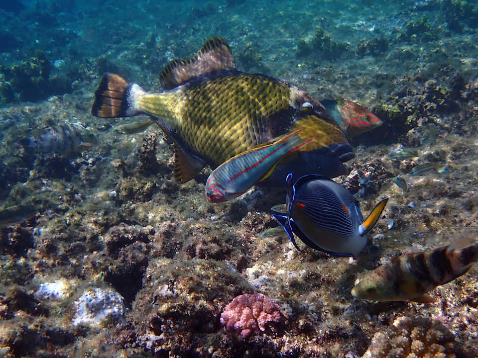 Strand Utopia Beach Club