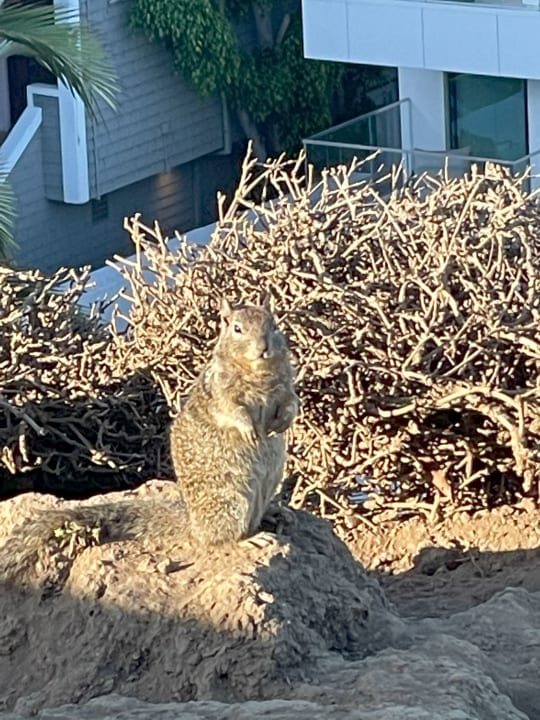 Sonstiges Hotel Shore Santa Monica