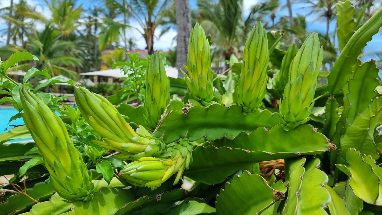 Gartenanlage Bahari Beach Hotel