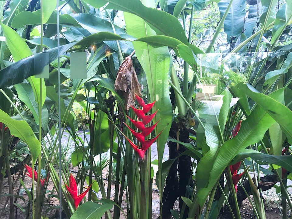 Gartenanlage The Grand Southsea Khaolak Beach Resort