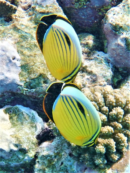 Sport & Freizeit Malikia Resort Abu Dabbab