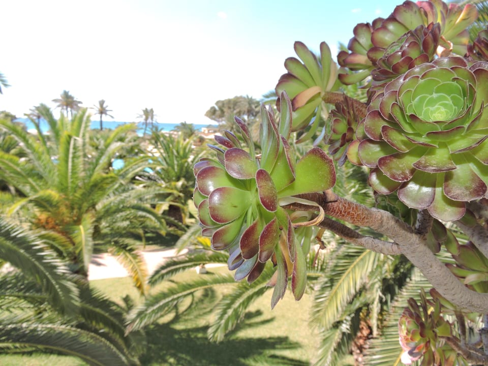 Wunderschöne Pflanzen Oceana Hotel & Spa