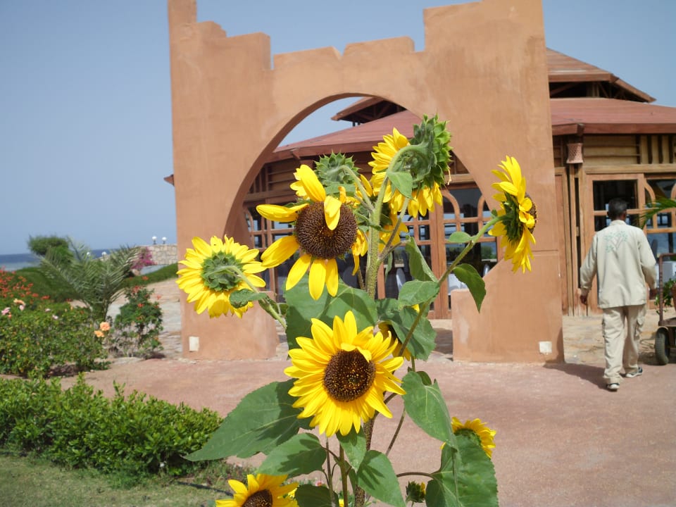 Gartenanlage Three Corners Equinox Beach Resort