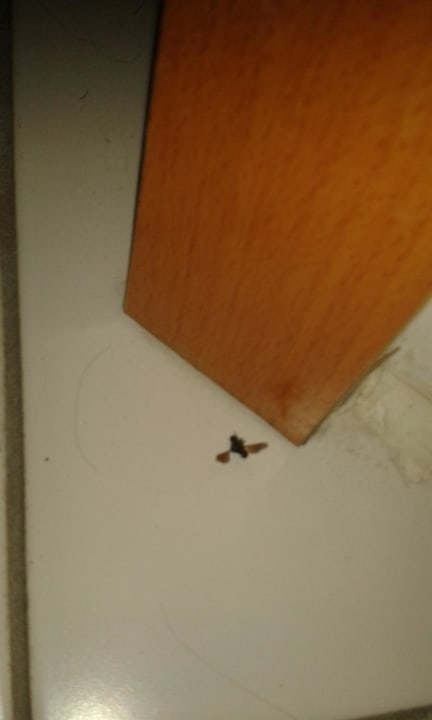 Tote Fliege im Bad plus Haare Hotel Flörsheimer Hof