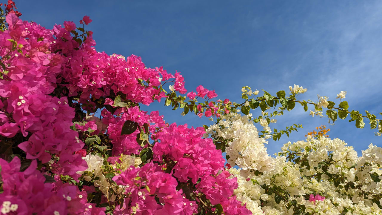 Gartenanlage Marriott Hurghada Beach Resort