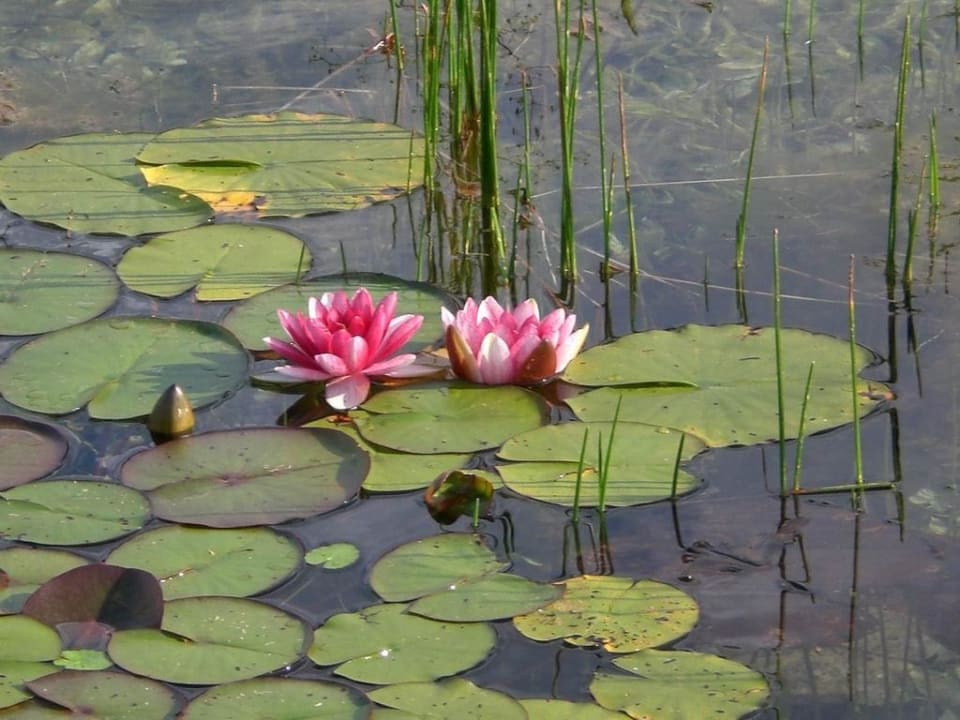 Der Naturteich Naturhotel Reissenlehen