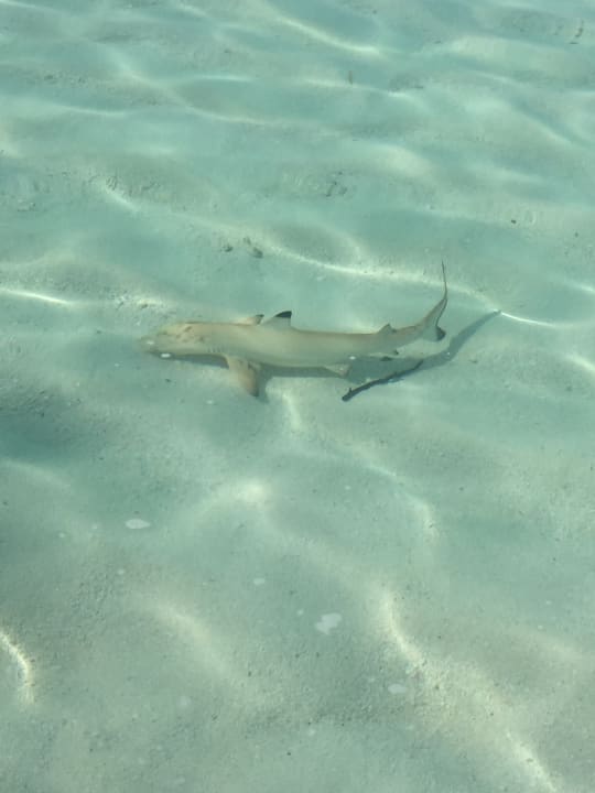Strand Summer Island Maldives