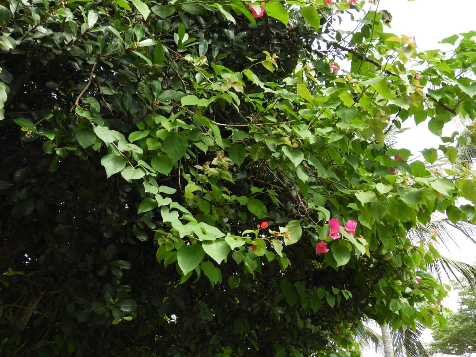 Gartenanlage Hotel Southern Palms Beach Resort