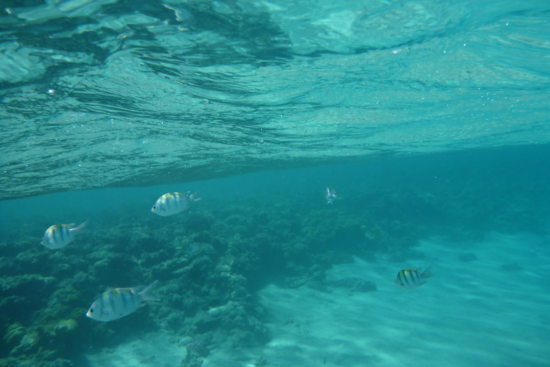 Strand Stella Garden Resort & Spa, Makadi Bay