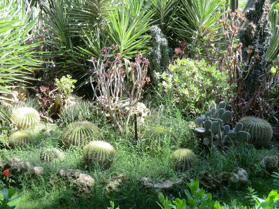 Gartenanlage Hotel Delphin Diva