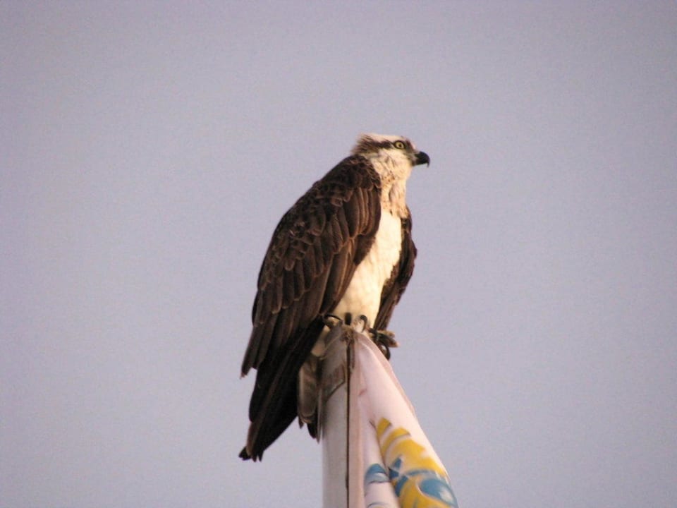 Besuch am Strand Ghazala Beach