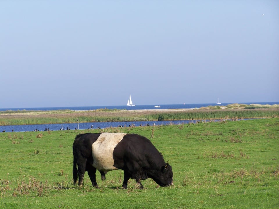 Gallowayrind mit Segelboot Heiligenhafen Ferienpark
