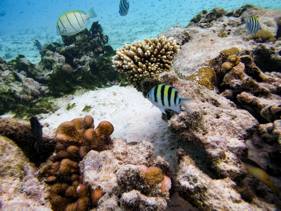 Strand Adaaran Select Meedhupparu Island Resort - Premium All Inclusive