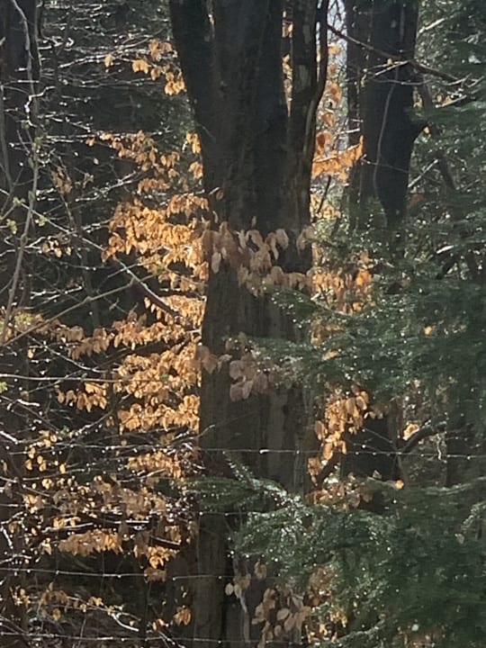 Ausblick Naturresort & Spa Schindelbruch