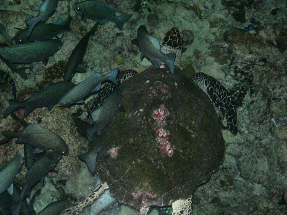 Unter Wasser Adaaran Select Meedhupparu Island Resort - Premium All Inclusive