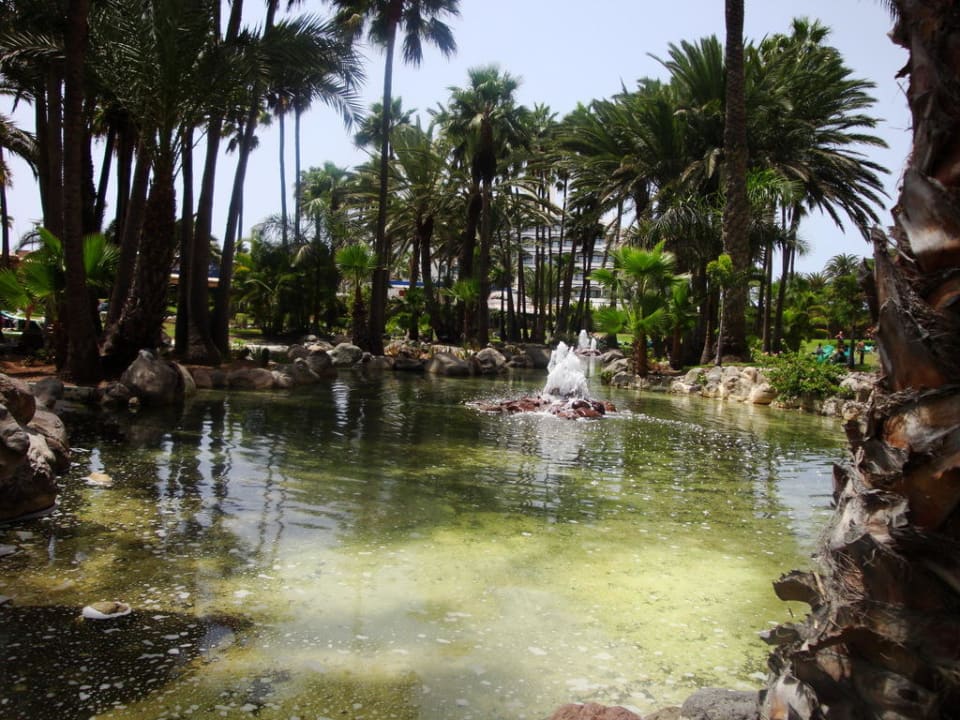 Gartenanlage Hotel Riu Palace Oasis