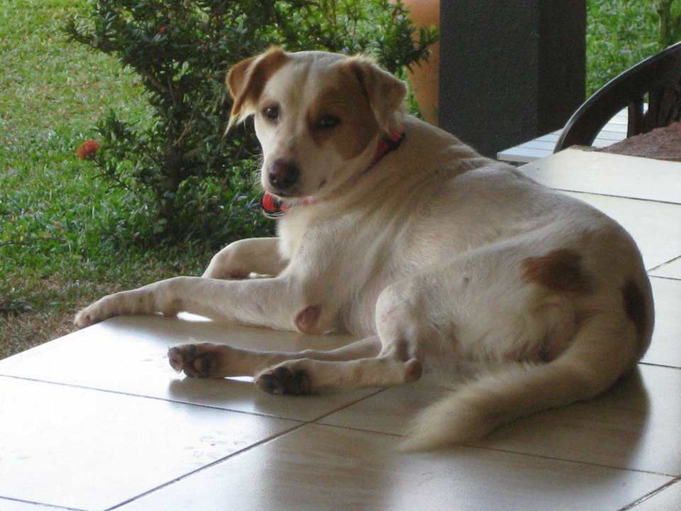 Haustier Hotel Panorama