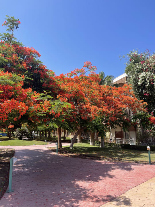 Gartenanlage Desert Rose