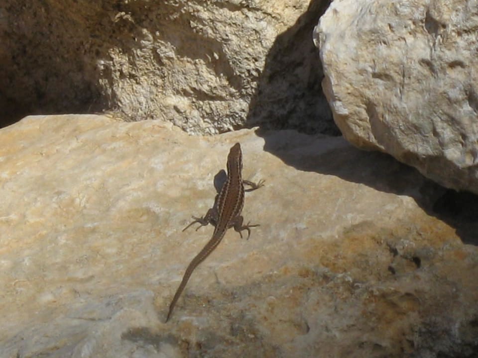 Ein Inselbewohner Comino Hotel & Bungalows