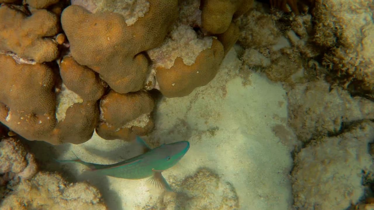 Sport & Freizeit Akumal Bay Beach & Wellness Resort