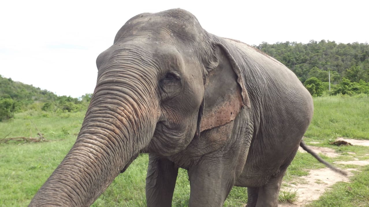 Hutsadin Elephant Foundation Centara Grand Beach Resort & Villas Hua Hin