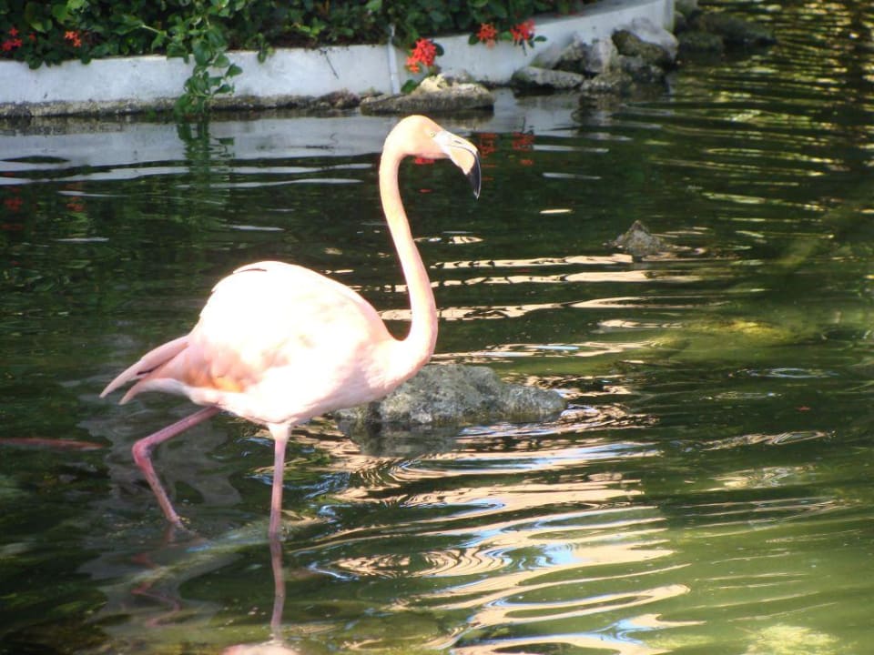 Auch Flamingos am Teich  Grand Palladium Select Bávaro Resort & Spa