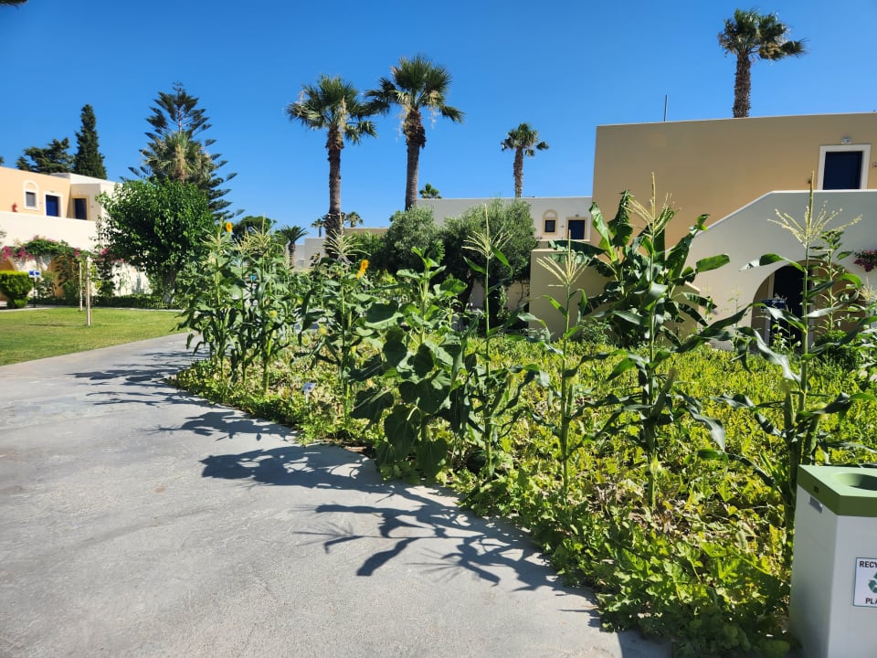 Gartenanlage Grecotel Casa Paradiso