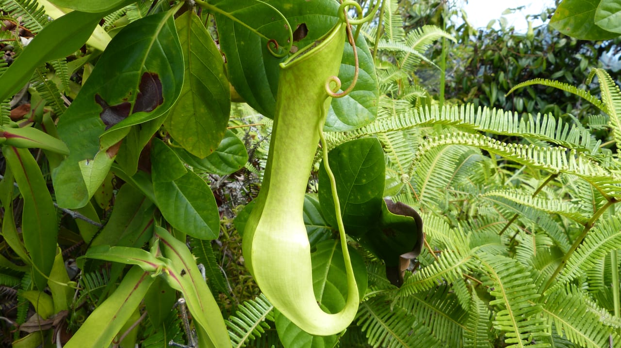 Auf den Berggipfel gab es viele Kannenpflanzen Cubadak Paradiso Village