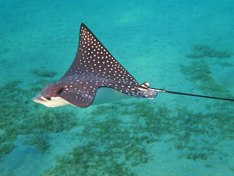 Adlerrochen Lahami Bay Beach Resort