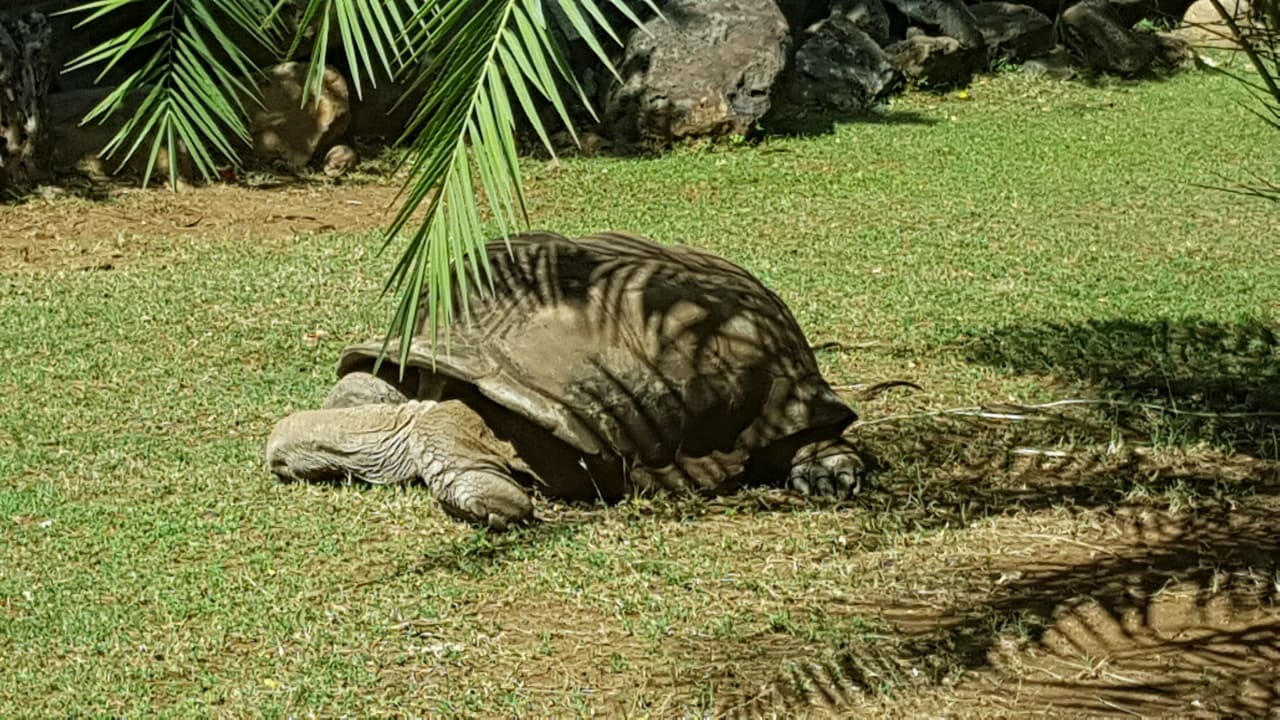 Sonstiges Maritim Resort & Spa Mauritius