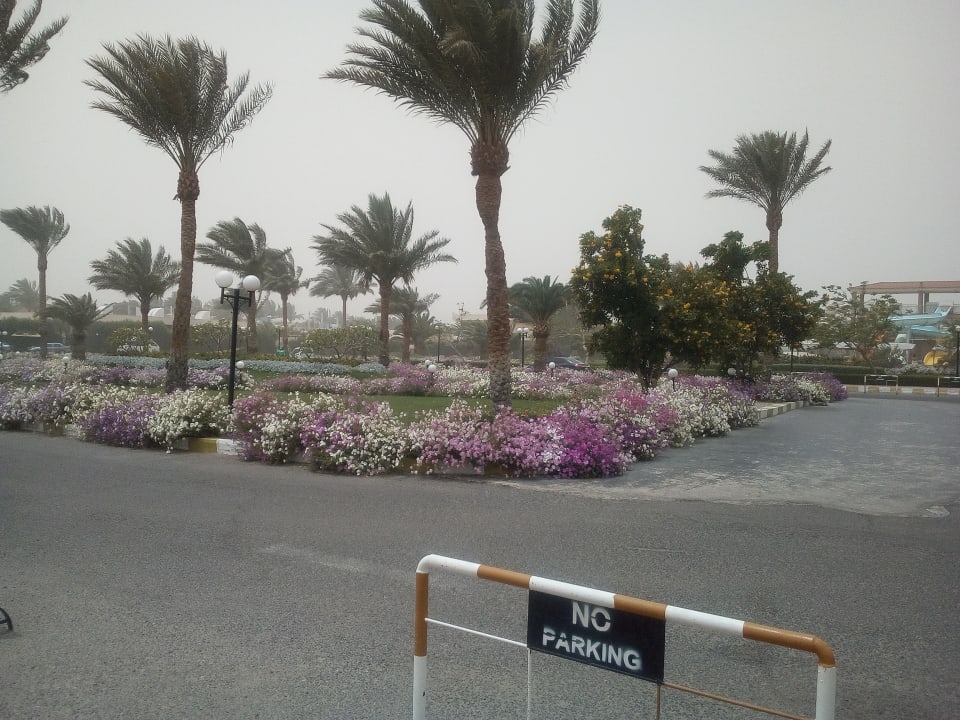 Sonstiges Desert Rose