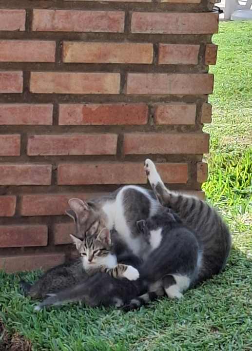 Gartenanlage Iberostar Waves Founty Beach