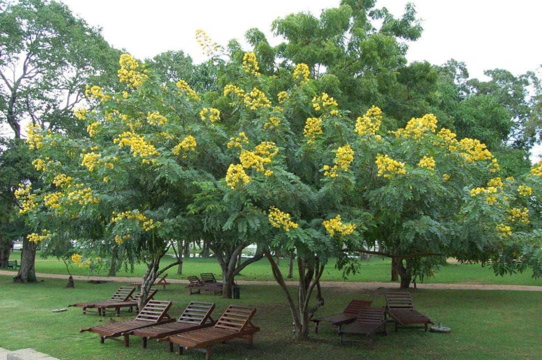 Gartenanlage Habarana Village by Cinnamon