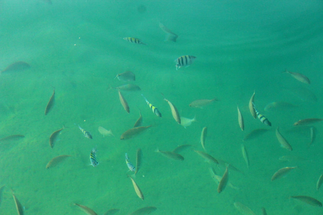 Снимала с пирса Sea Star Beau Rivage