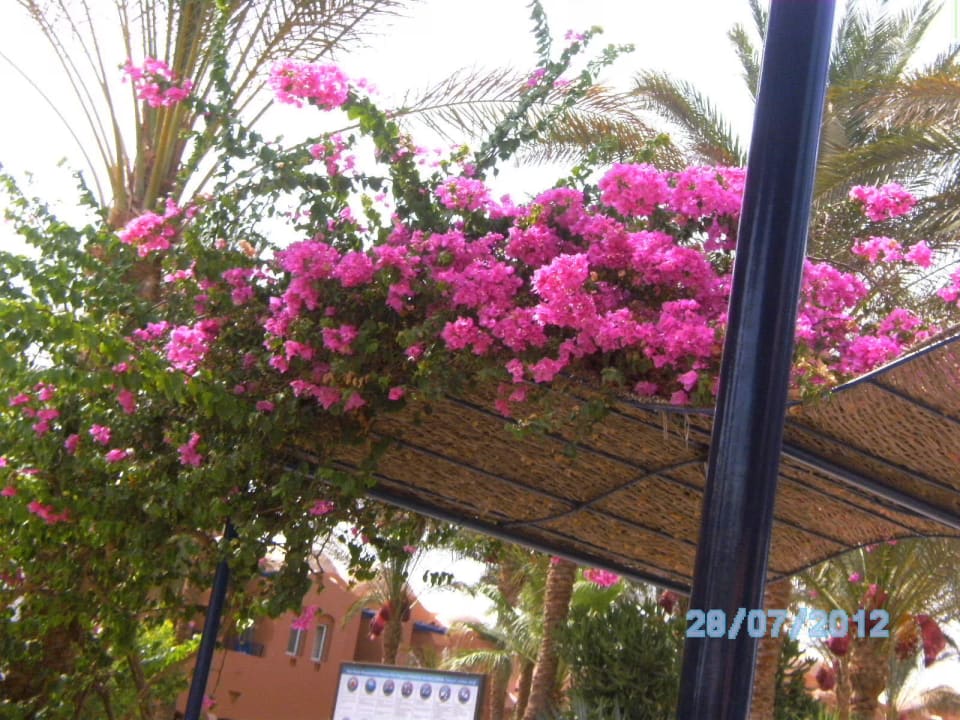 Blumendach Jaz Makadi Oasis Resort