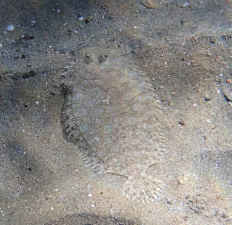 Sonstiges Jaz Costa Mares (Adults Only)