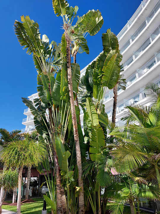 Außenansicht Hotel Riu Palace Palmeras