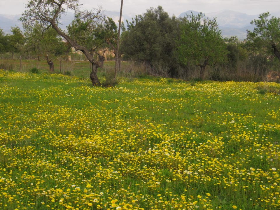 Landschaft in unmittelbarer Umgebung Finca Montana
