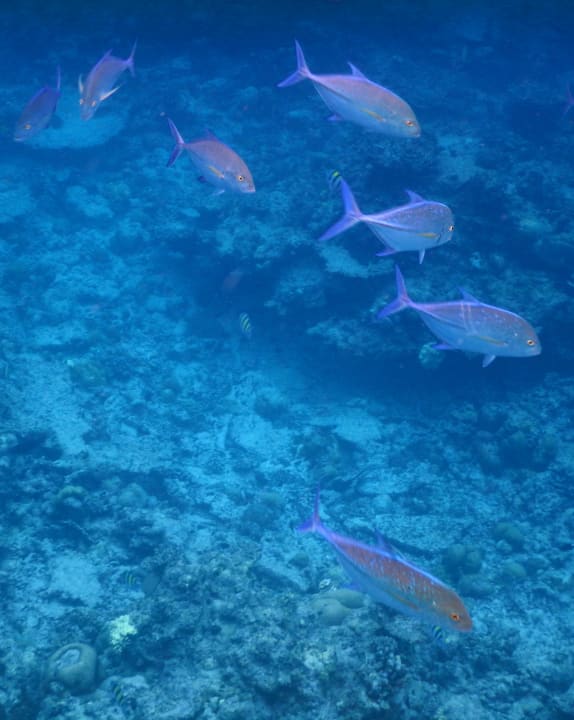 Sport & Freizeit Hondaafushi Island Resort