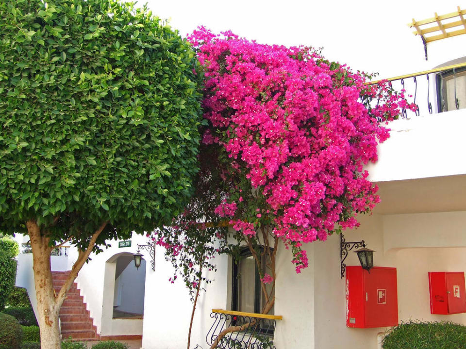 Ohne Worte Lotus Bay Beach Resort